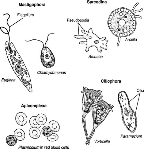 Types Of Protozoans